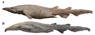 ภาพ ปลา manocheriani (Apristurus manocheriani)