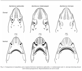ภาพ ปลา microps (Apristurus microps)