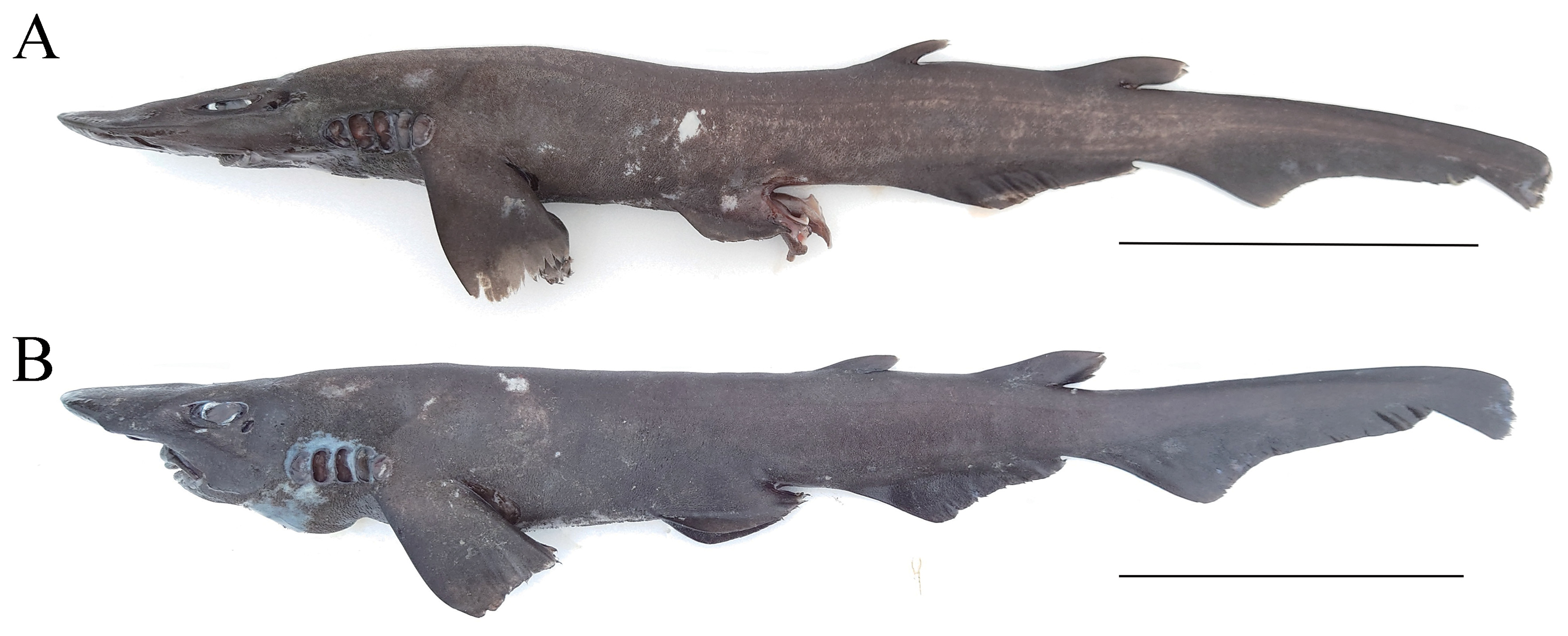 ภาพ ปลา nakayai (Apristurus nakayai)