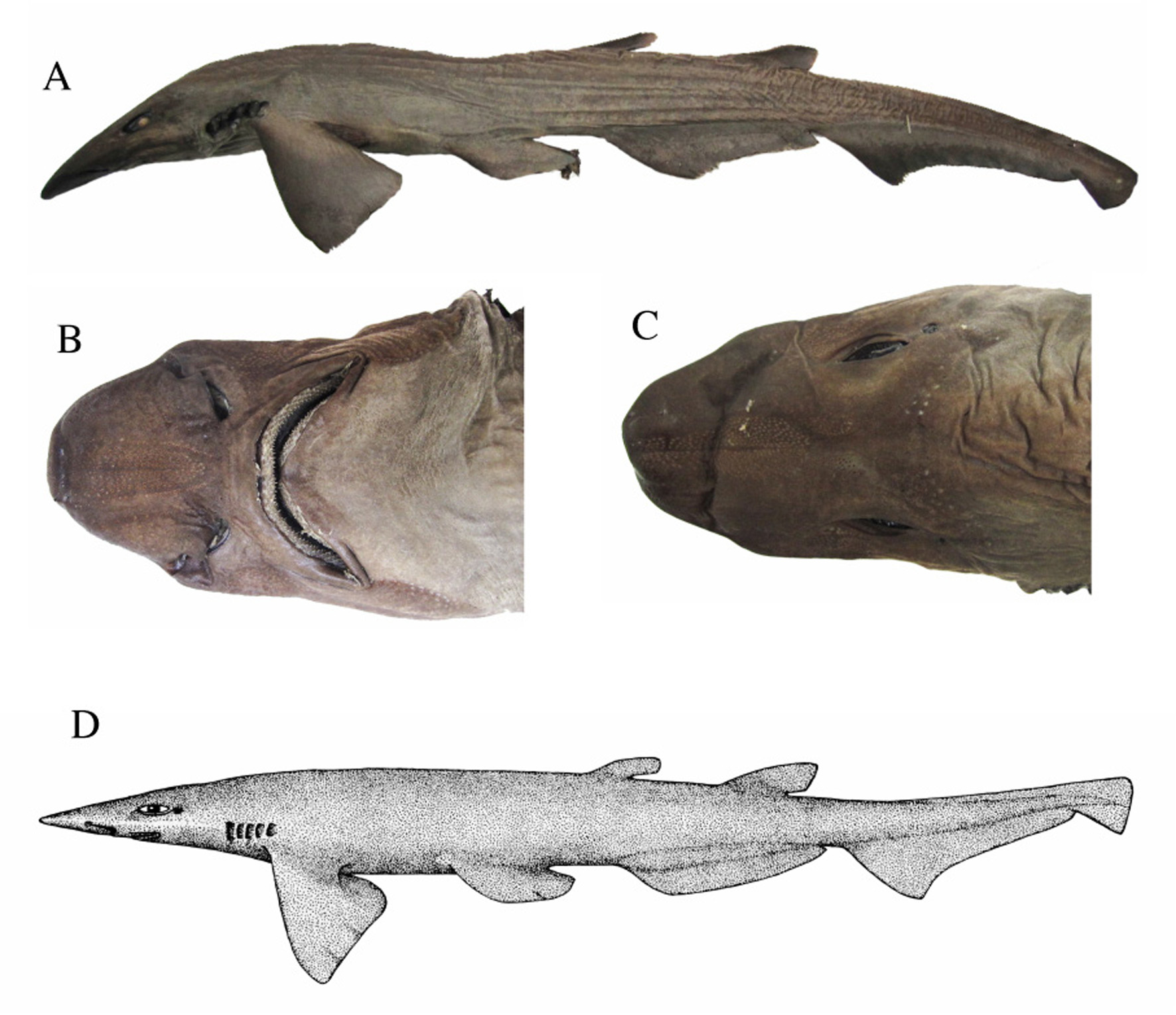 ภาพ ปลา platyrhynchus (Apristurus platyrhynchus)