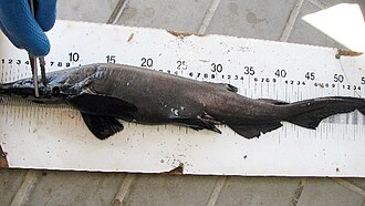 ภาพ ปลา saldanha (Apristurus saldanha)