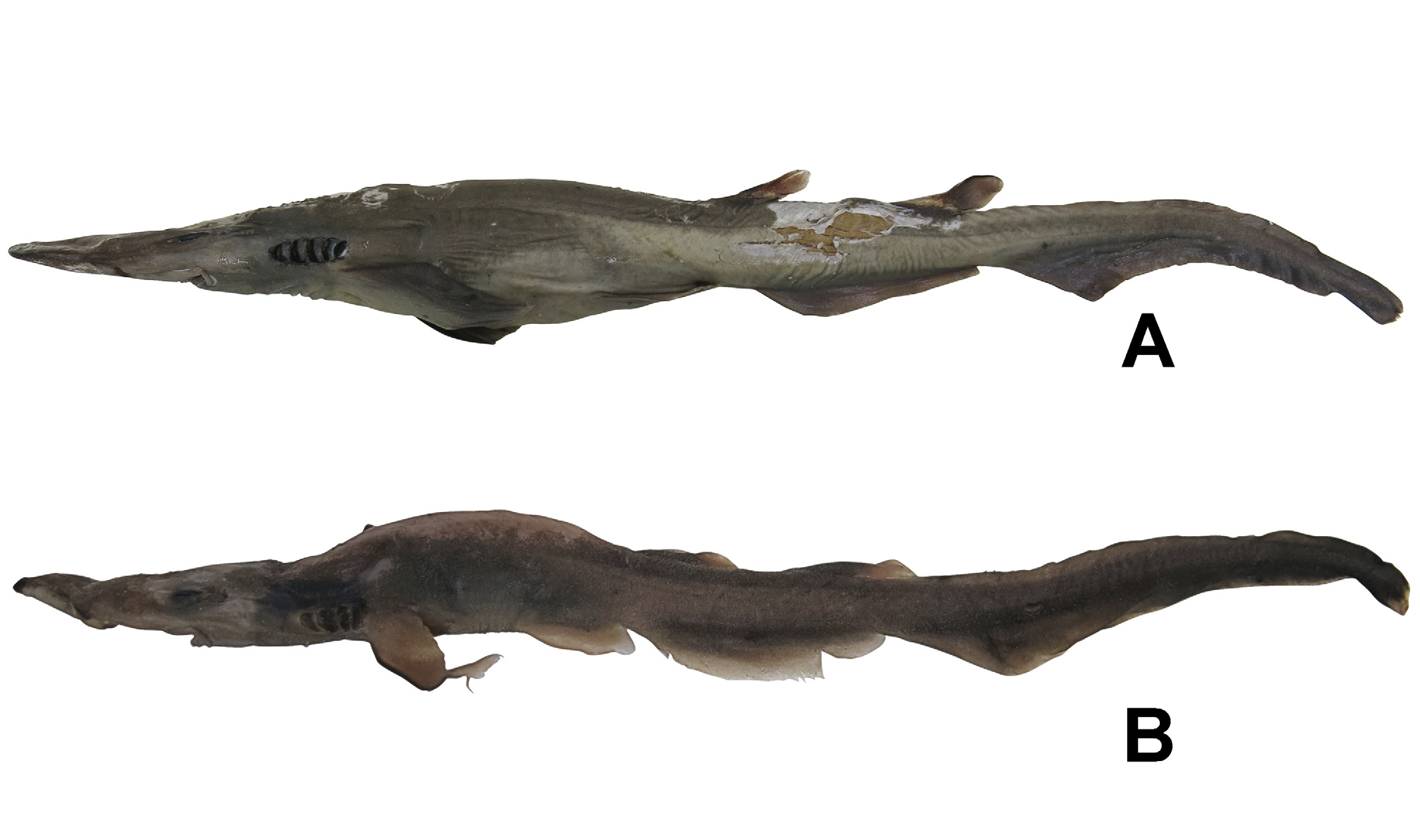 ภาพ ปลา yangi (Apristurus yangi)