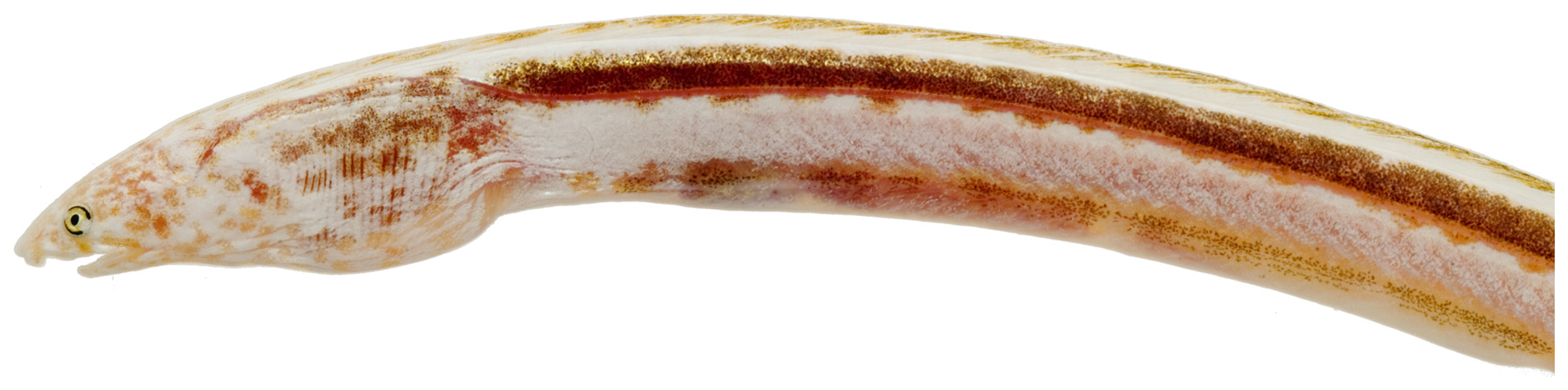 ภาพ ปลา platyventris (Aprognathodon platyventris)