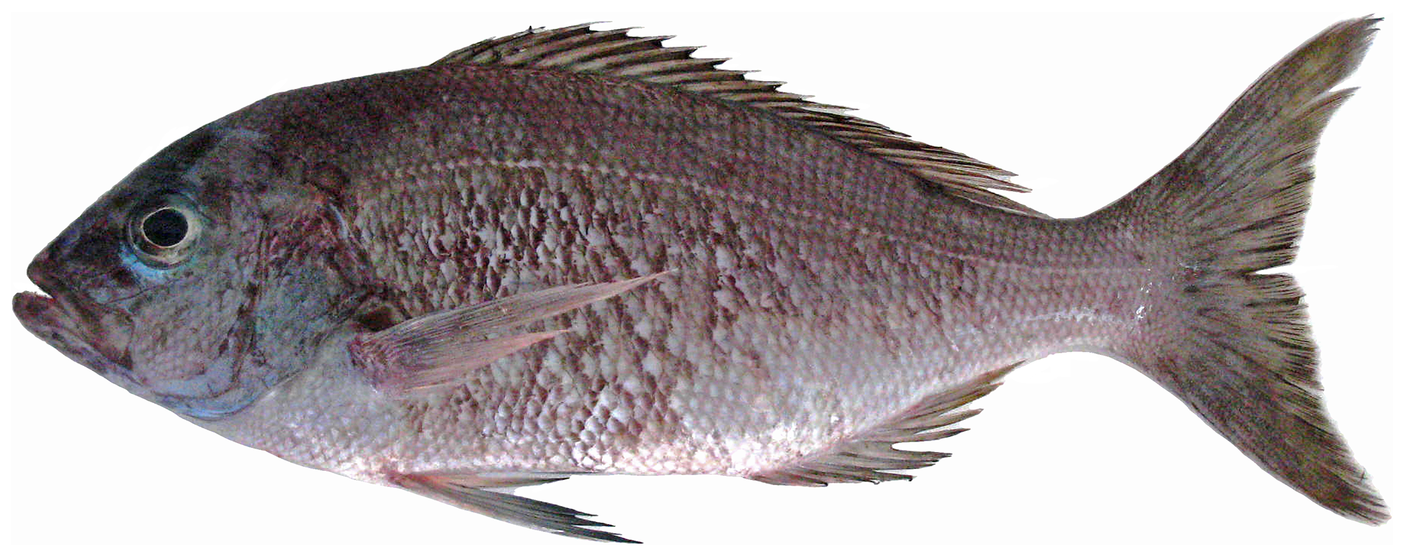 ภาพ ปลา dentatus (Apsilus dentatus)