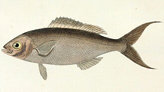 ภาพ ปลา fuscus (Apsilus fuscus)