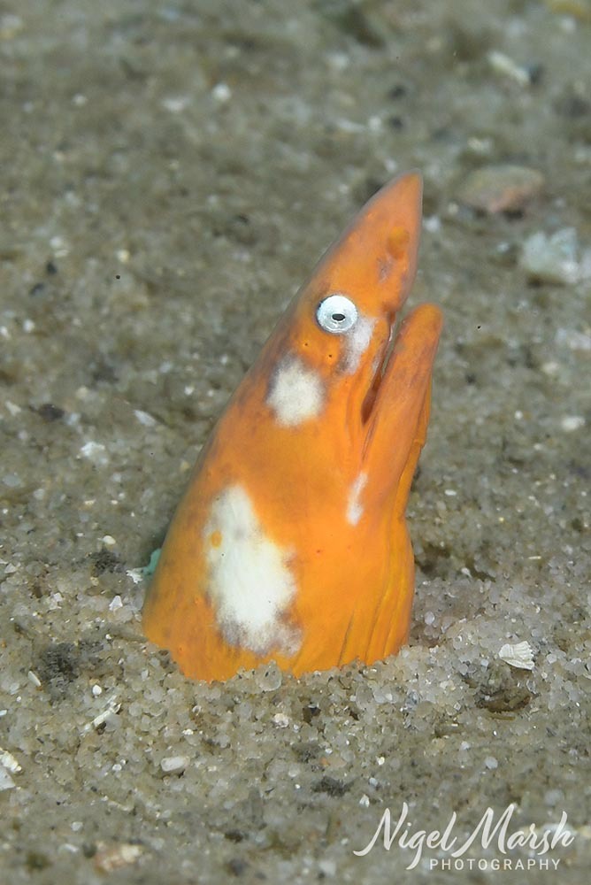 ภาพ ปลา australis (Apterichtus australis)