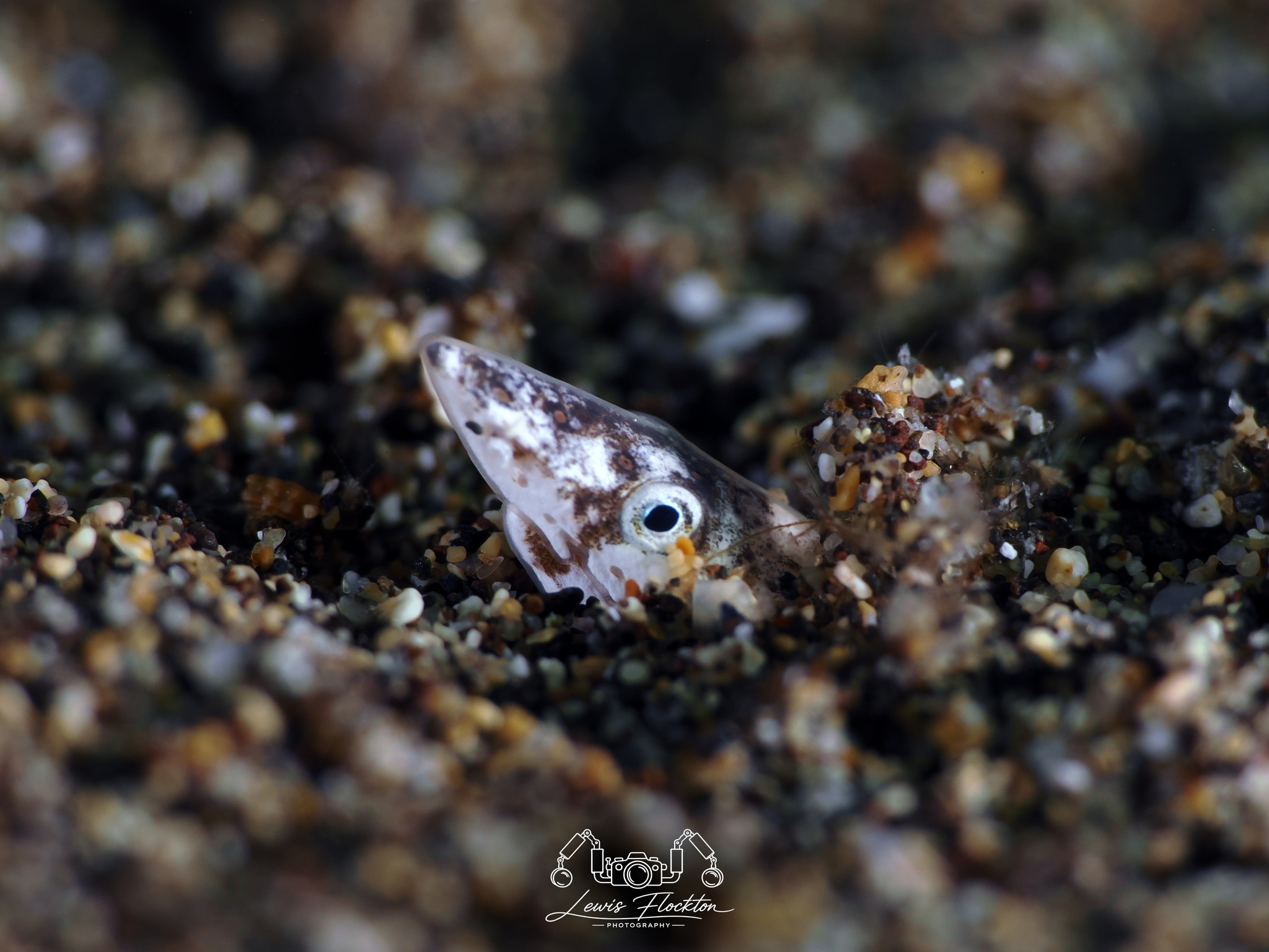 ภาพ ปลา caecus (Apterichtus caecus)
