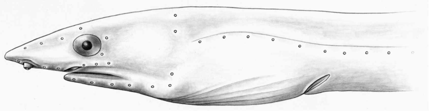 ภาพ ปลา dunalailai (Apterichtus dunalailai)