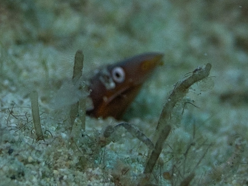 ภาพ ปลา flavicaudus (Apterichtus flavicaudus)