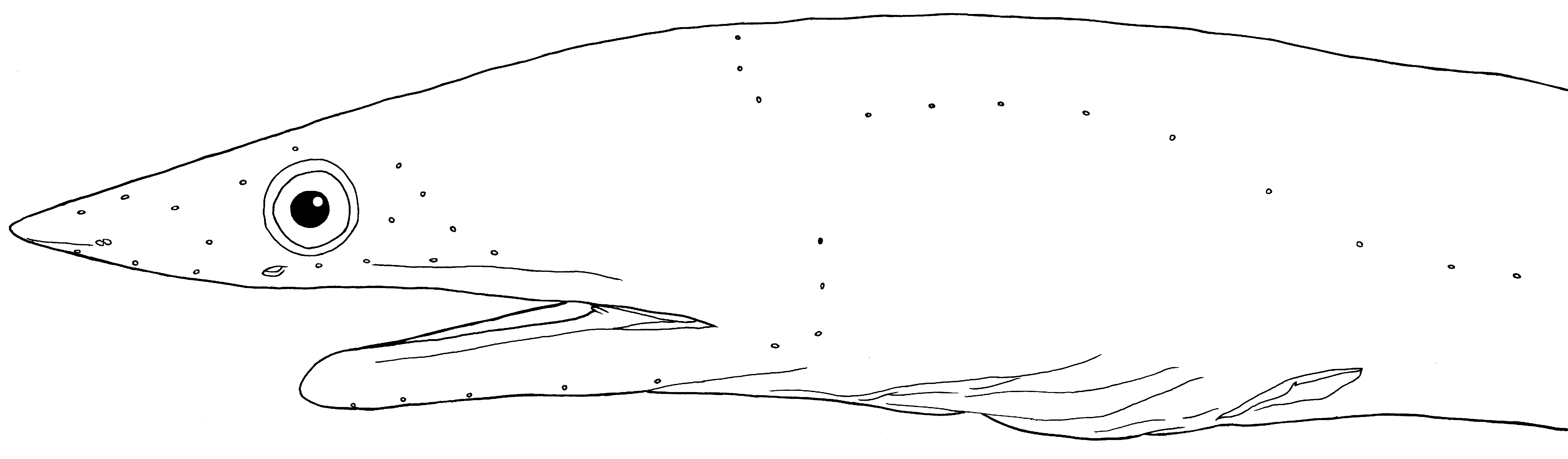 ภาพ ปลา klazingai (Apterichtus klazingai)