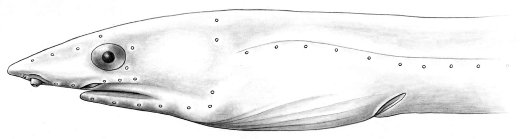 ภาพ ปลา malabar (Apterichtus malabar)