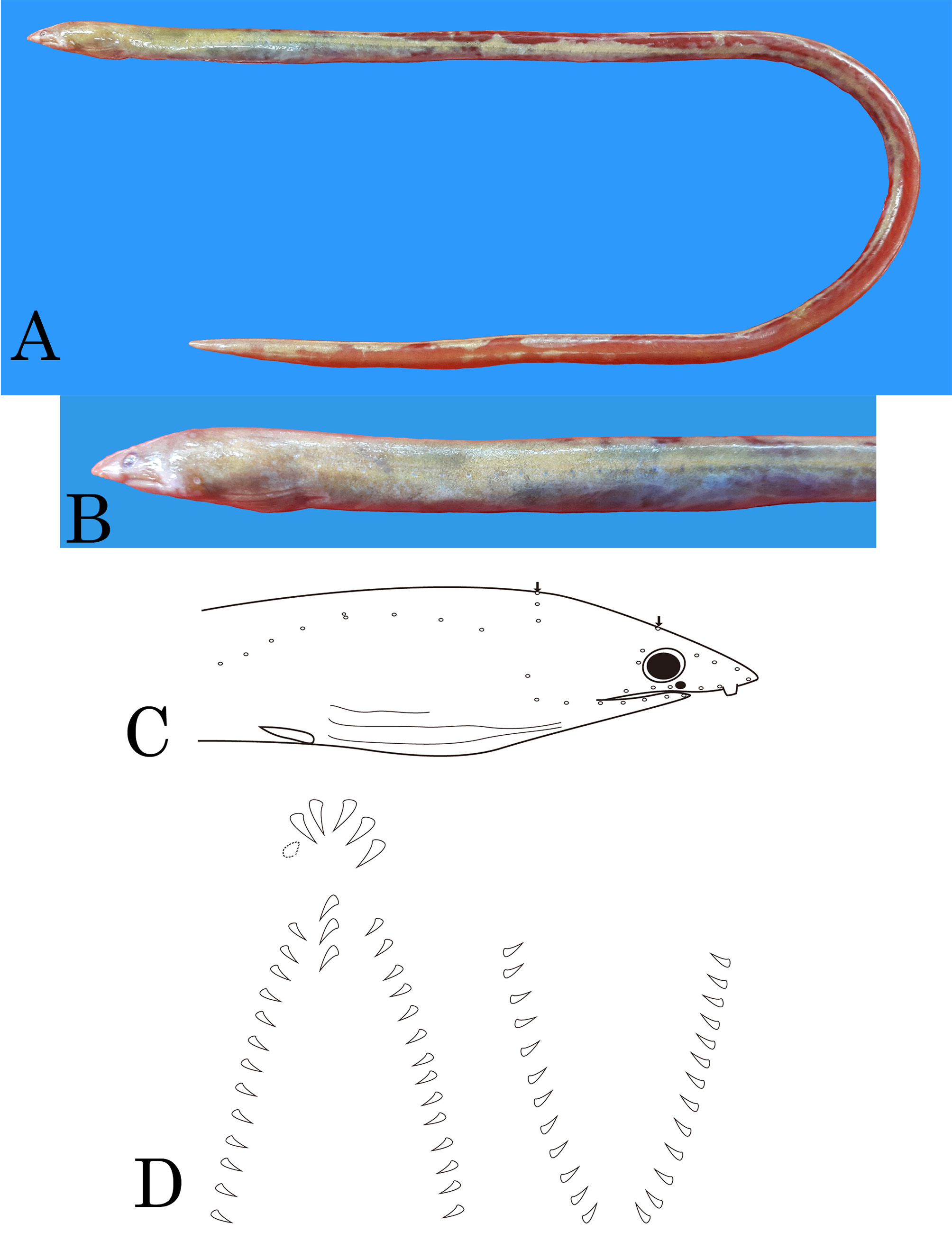 ภาพ ปลา moseri (Apterichtus moseri)