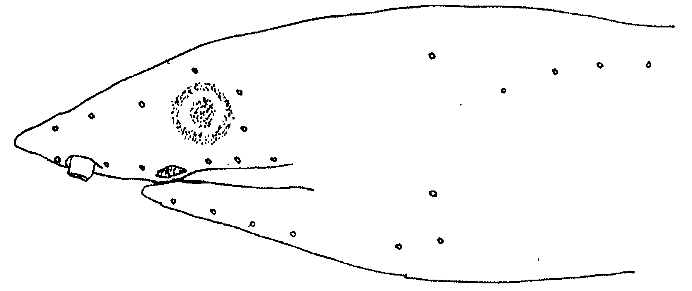ภาพ ปลา mysi (Apterichtus mysi)