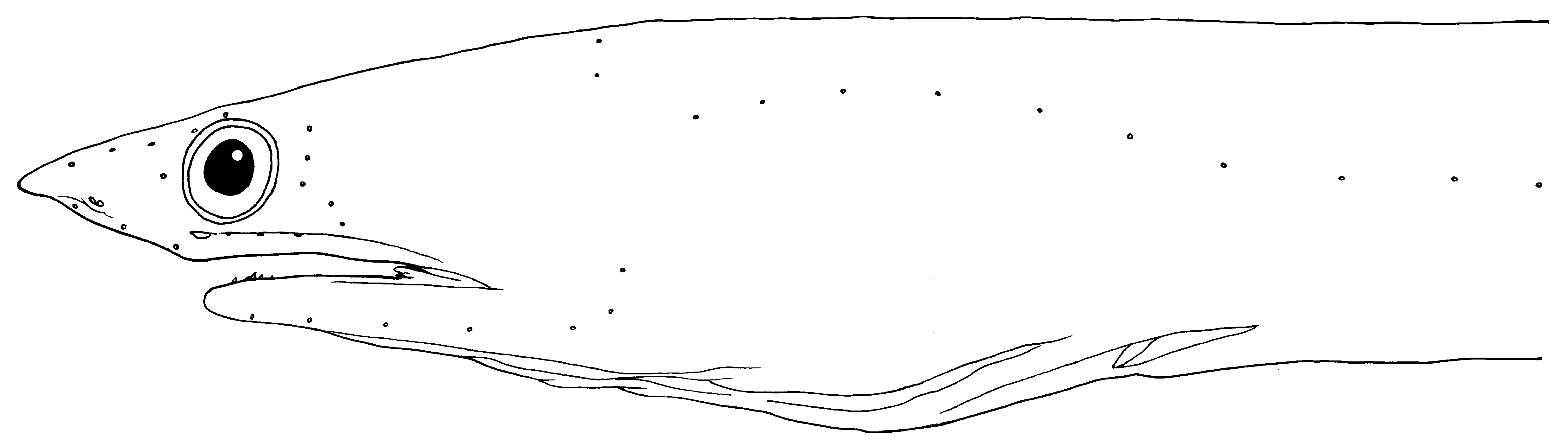 ภาพ ปลา nariculus (Apterichtus nariculus)
