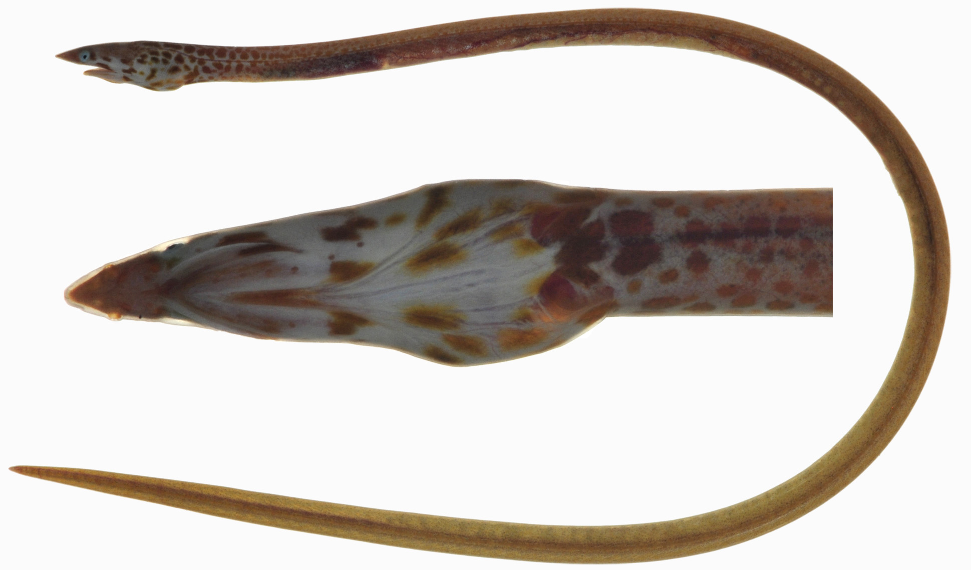 ภาพ ปลา succinus (Apterichtus succinus)