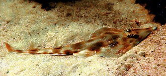 ภาพ ปลา rostrata (Aptychotrema rostrata)