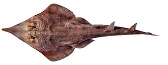 ภาพ ปลา timorensis (Aptychotrema timorensis)