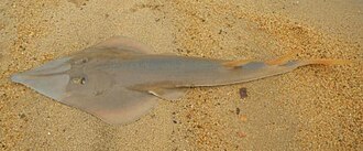 ภาพ ปลา vincentiana (Aptychotrema vincentiana)