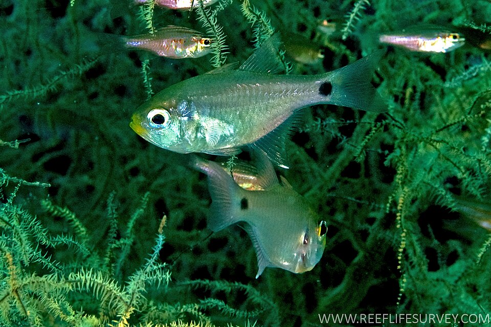 ภาพ ปลาอมไข่หางจุด (Archamia bleekeri)