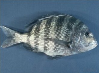 ภาพ ปลา probatocephalus (Archosargus probatocephalus)