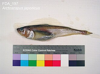 ภาพ ปลา japonicus (Arctoscopus japonicus)