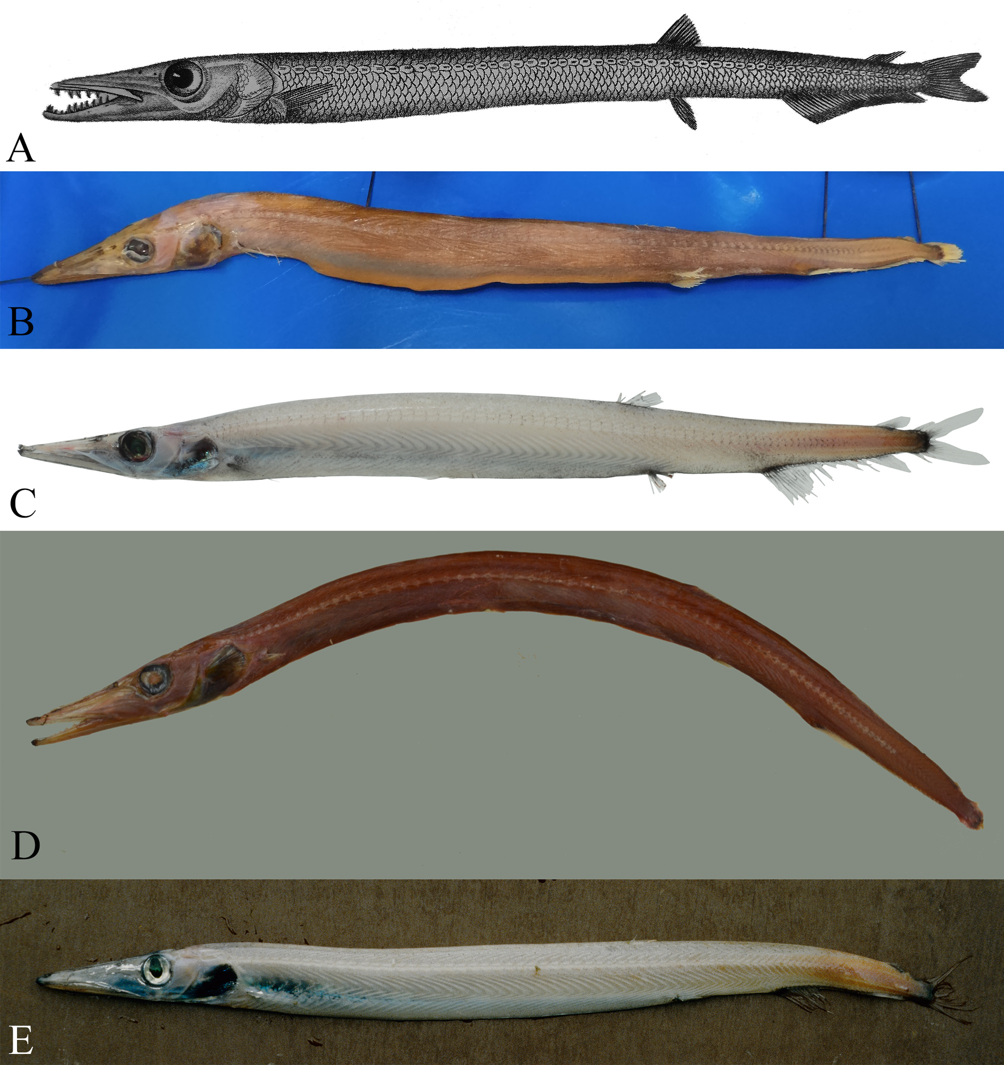 ภาพ ปลา australis (Arctozenus australis)