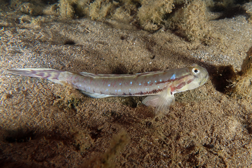 ภาพ ปลาบู่บู่ (Arenigobius bifrenatus)
