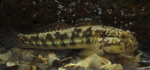 ภาพ ปลาบู่ลายบั้งบู่ (Arenigobius frenatus)