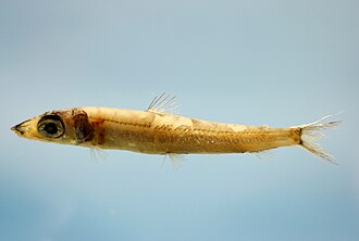 ภาพ ปลา georgei (Argentina georgei)