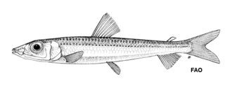 ภาพ ปลา sphyraena (Argentina sphyraena)