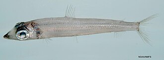 ภาพ ปลา striata (Argentina striata)