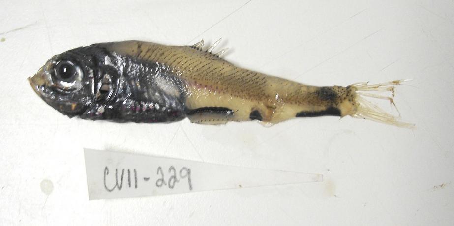 ภาพ ปลา atlanticus (Argyripnus atlanticus)