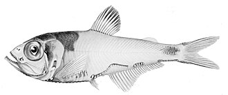 ภาพ ปลา iridescens (Argyripnus iridescens)