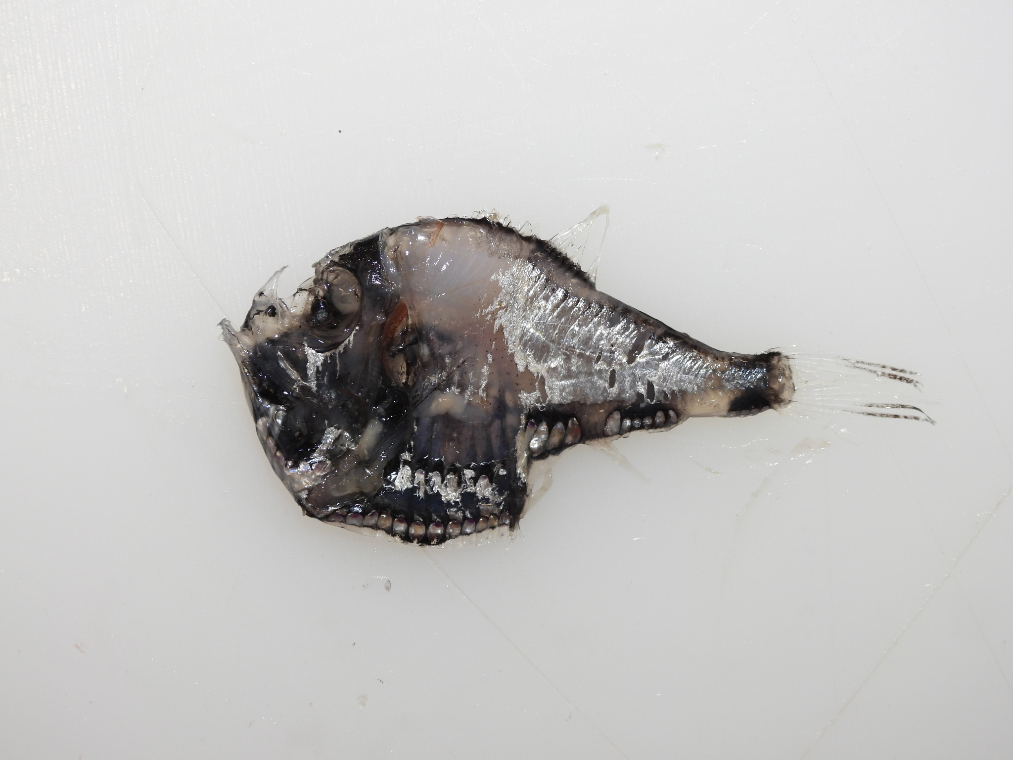 ภาพ ปลา aculeatus (Argyropelecus aculeatus)