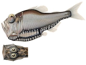 ภาพ ปลา affinis (Argyropelecus affinis)