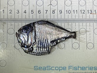 ภาพ ปลา olfersii (Argyropelecus olfersii)