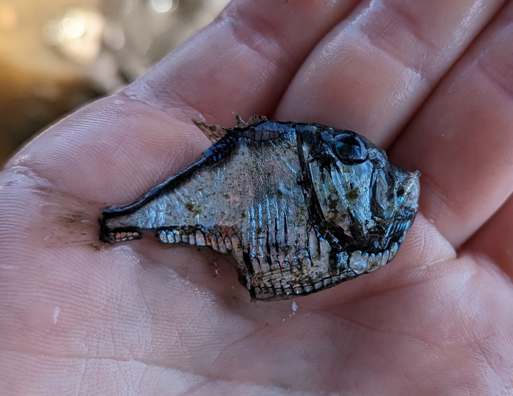 ภาพ ปลา sladeni (Argyropelecus sladeni)