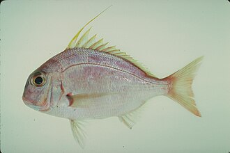 ภาพ ปลา filamentosus (Argyrops filamentosus)