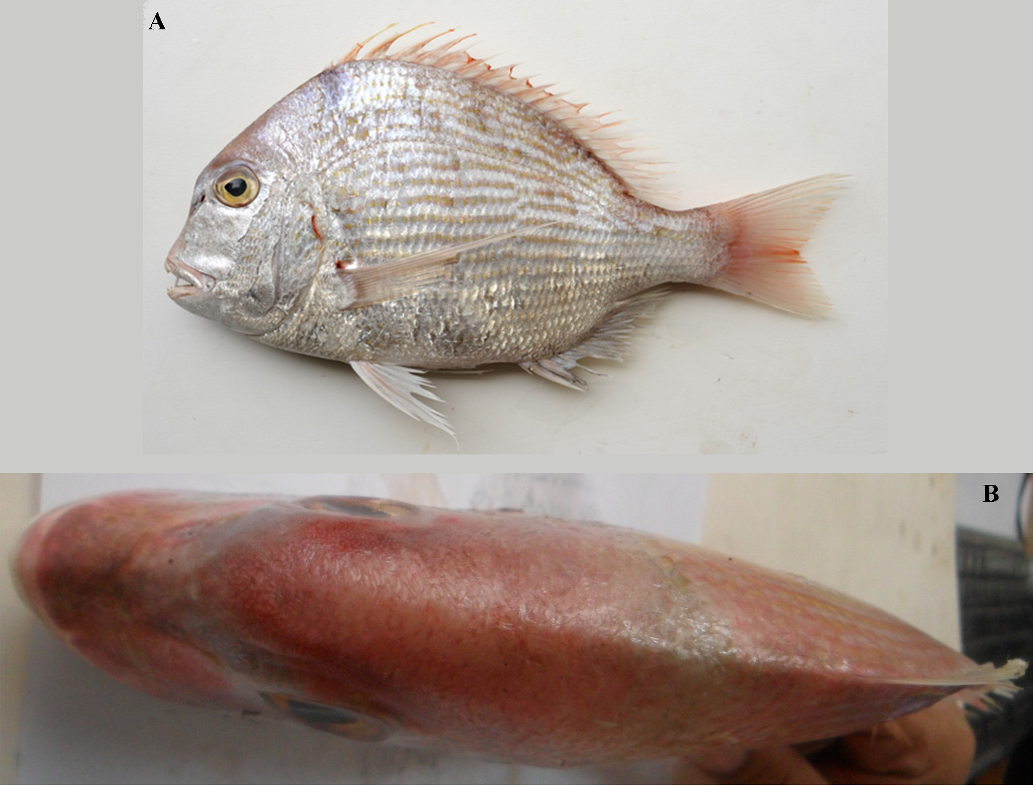 ภาพ ปลา spinifer (Argyrops spinifer)