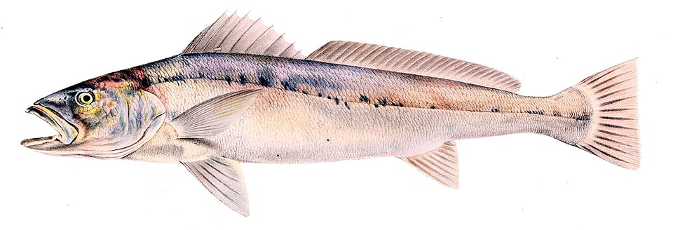 ภาพ ปลาจวด hololepidotus (Argyrosomus hololepidotus)