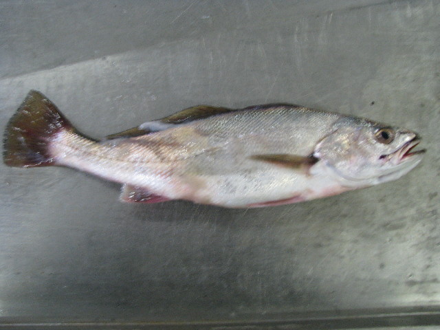 ภาพ ปลาจวด inodorus (Argyrosomus inodorus)