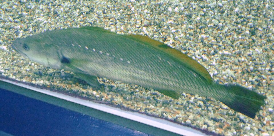 ภาพ ปลาจวด japonicus (Argyrosomus japonicus)