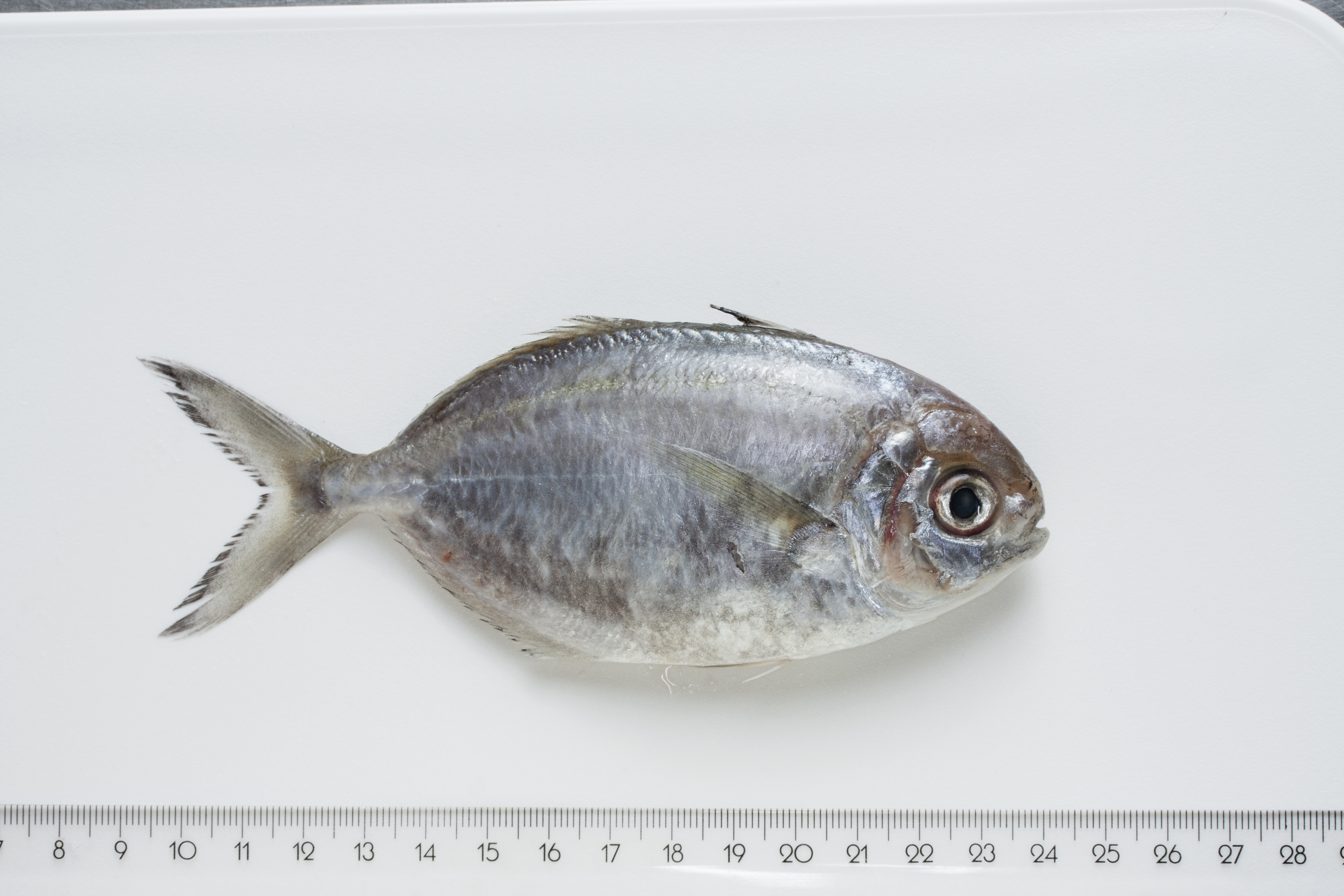 ภาพ ปลา indicum (Ariomma indicum)