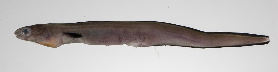 ภาพ ปลา meeki (Ariosoma meeki)