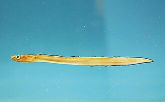 ภาพ ปลา selenops (Ariosoma selenops)