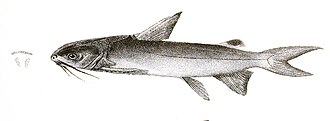 ภาพ ปลา jella (Arius jella)