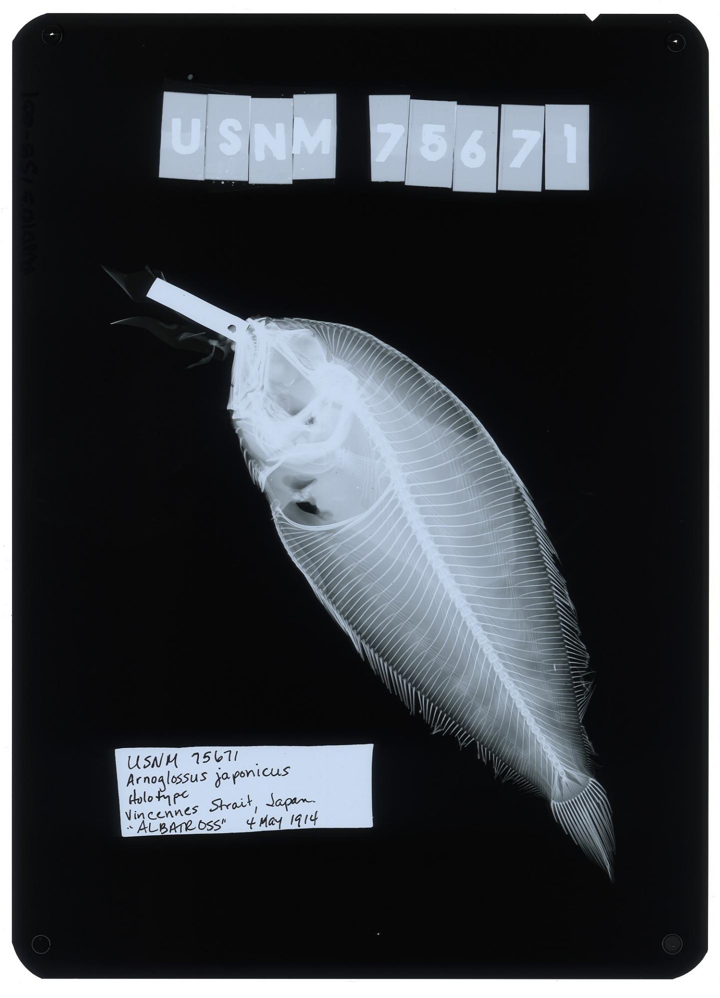 ภาพ ปลา japonicus (Arnoglossus japonicus)