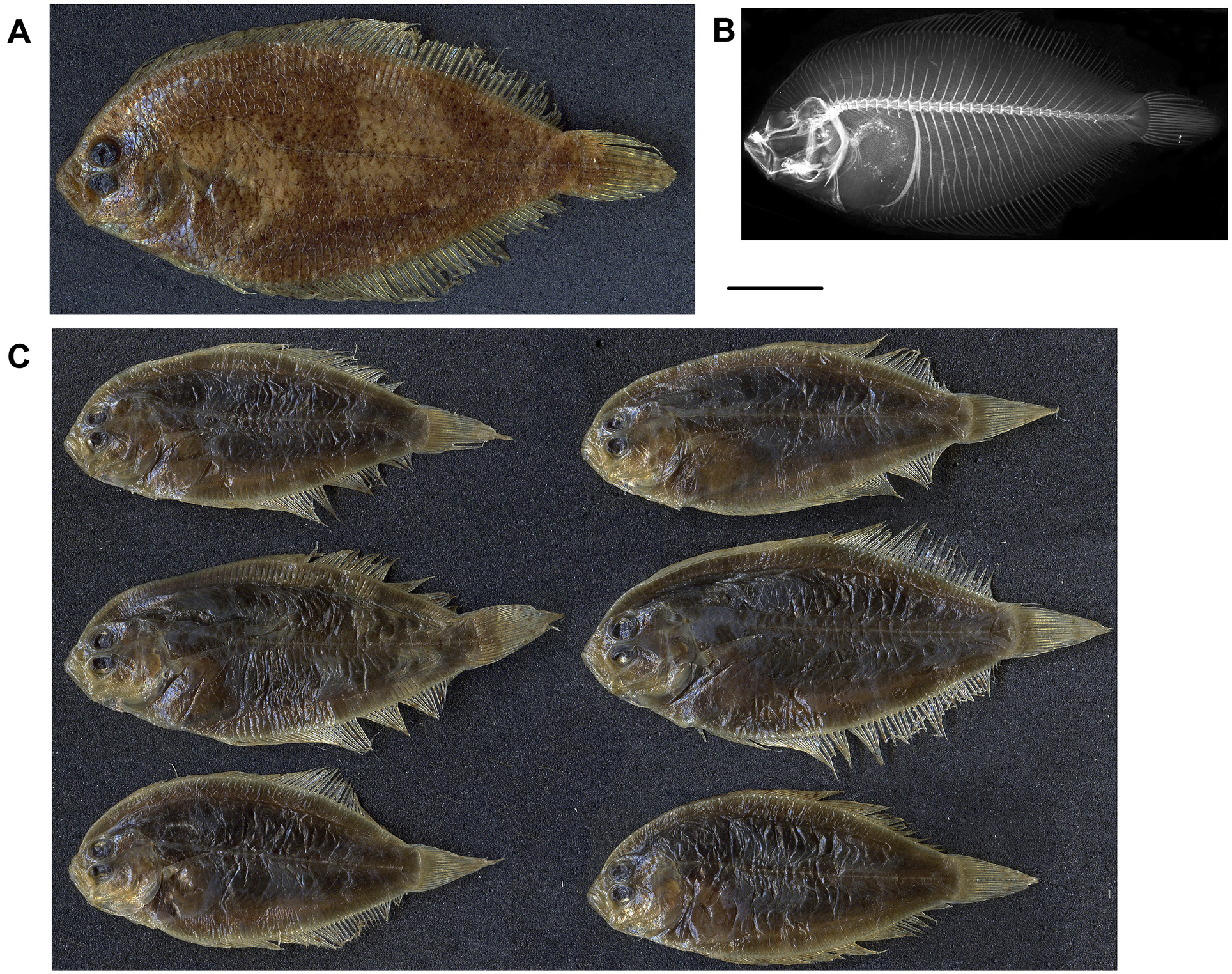 ภาพ ปลา kessleri (Arnoglossus kessleri)