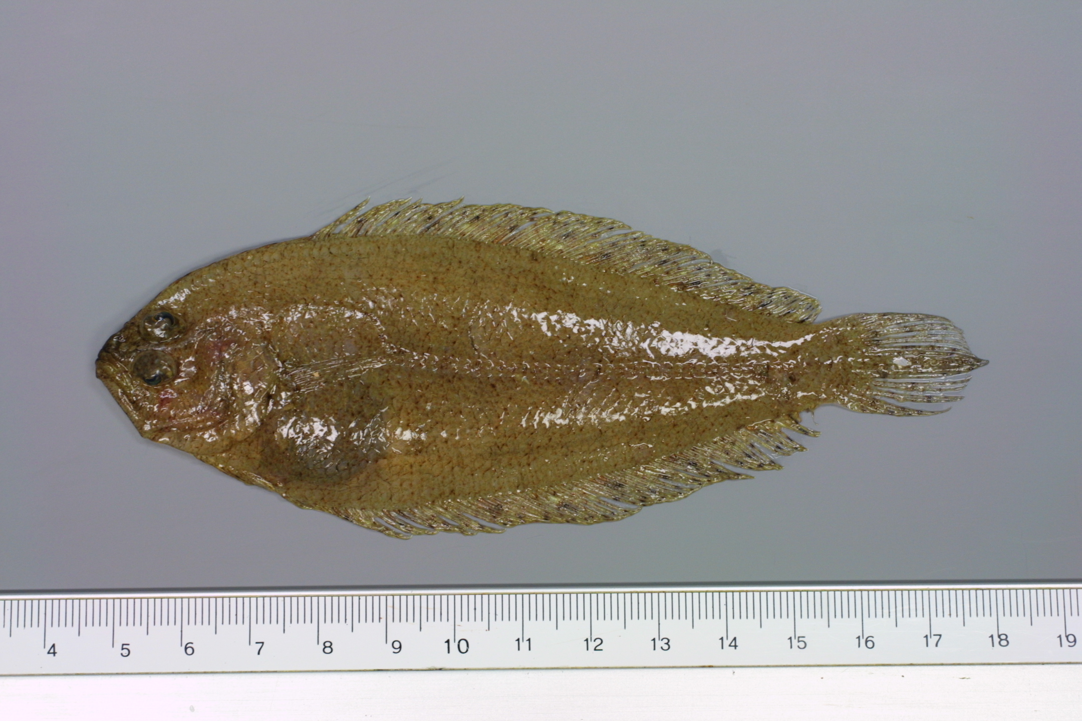 ภาพ ปลา laterna (Arnoglossus laterna)