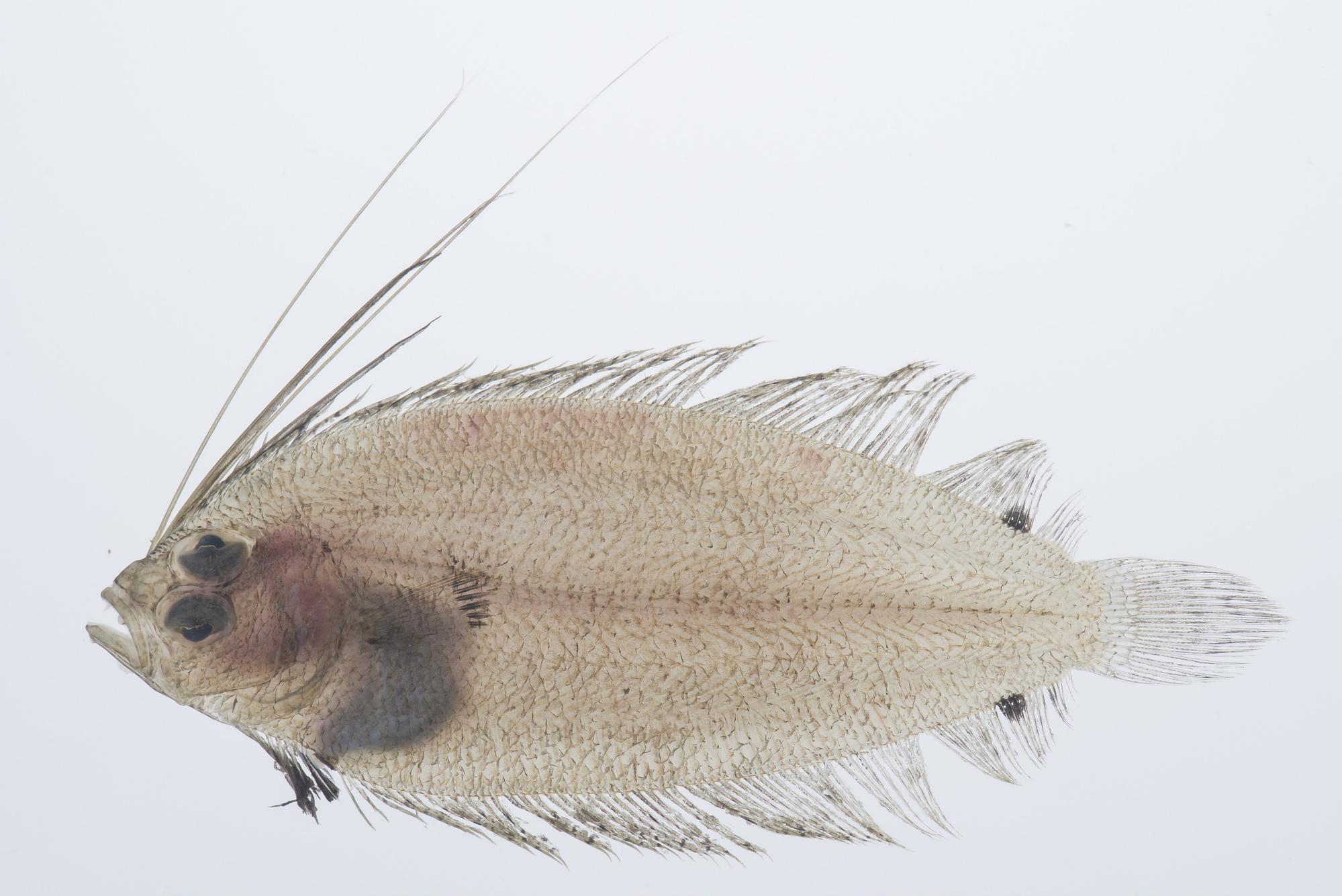 ภาพ ปลา macrolophus (Arnoglossus macrolophus)